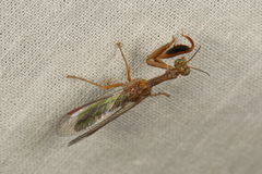 Campion tenuistrigus