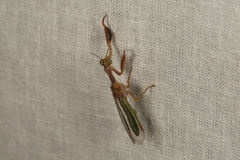 Campion tenuistrigus