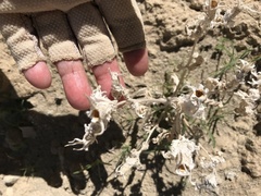 Mentzelia involucrata