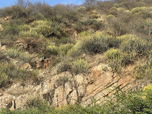 Euphorbia caducifolia, photograph 4