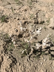 Mentzelia involucrata