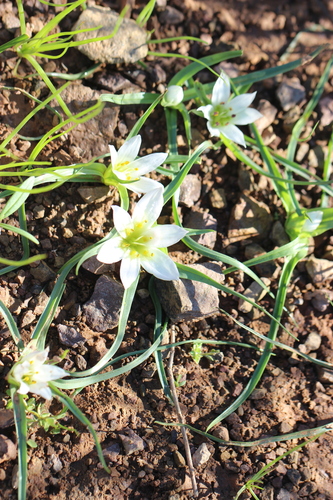 Colchicum gramineum