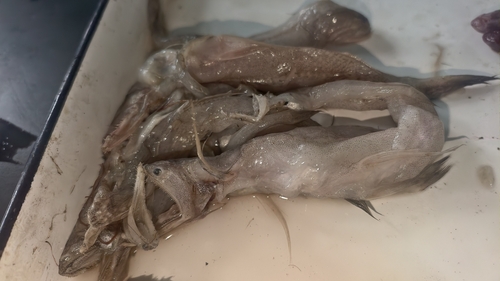 Bombay duck (Harpadon nehereus) — Synodontidae