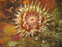 Urticina mcpeaki