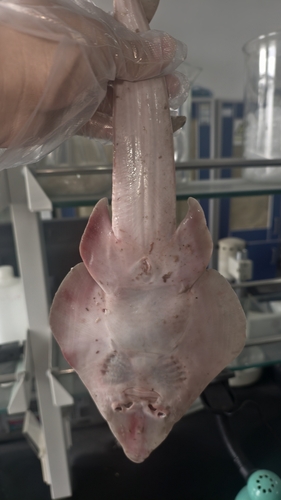 Angel guitarfish (Rhinobatos hynnicephalus) — Rhinobatidae — 5