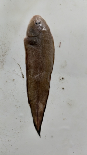 Drielijn-tongtong (Cynoglossus trigrammus) — Cynoglossidae — 5