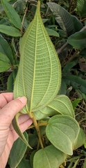 Miconia dependens