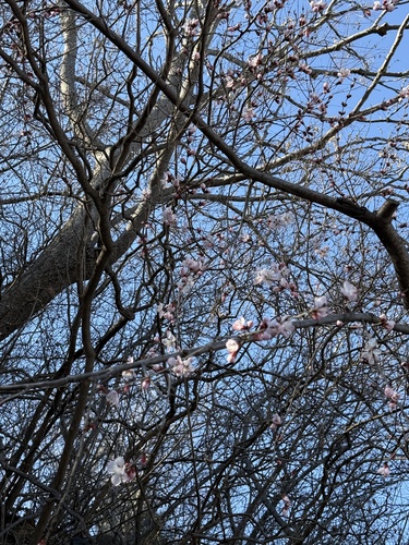 Prunus davidiana, photograph 1