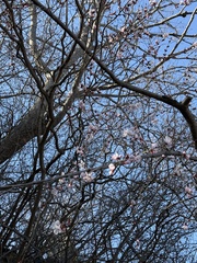 Prunus davidiana, photograph (c) Jane Charlen, some rights reserved (CC BY)