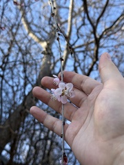 Prunus davidiana, photograph (c) Jane Charlen, some rights reserved (CC BY)