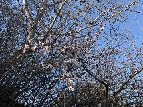 Prunus davidiana, photograph 3