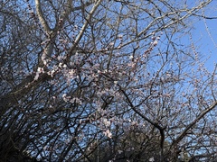 Prunus davidiana, photograph (c) Jane Charlen, some rights reserved (CC BY)