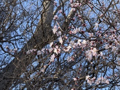 Prunus davidiana, photograph (c) Jane Charlen, some rights reserved (CC BY)