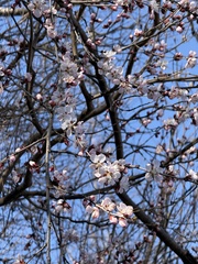 Prunus davidiana, photograph (c) Jane Charlen, some rights reserved (CC BY)