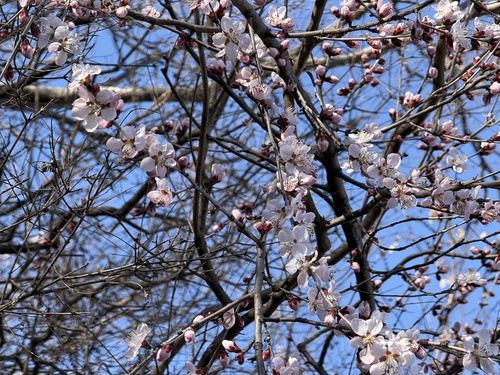 Prunus davidiana, photograph 6