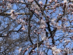 Prunus davidiana, photograph (c) Jane Charlen, some rights reserved (CC BY)