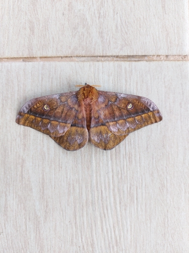 Wahlberg's Emperor