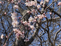 Prunus davidiana
