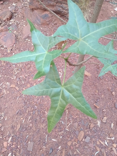 Brachychiton acuminatus Guymer 3