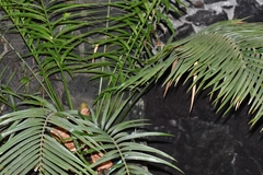 Ceratozamia