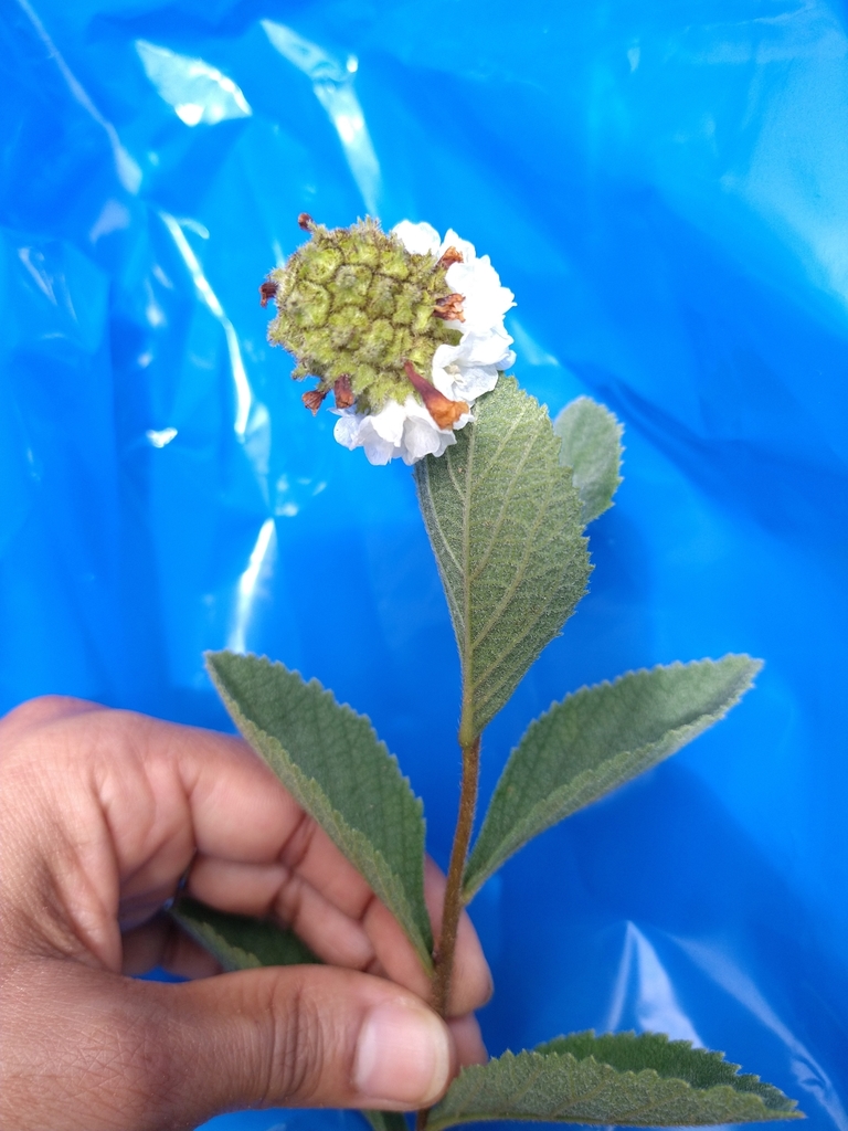 Varronia truncata