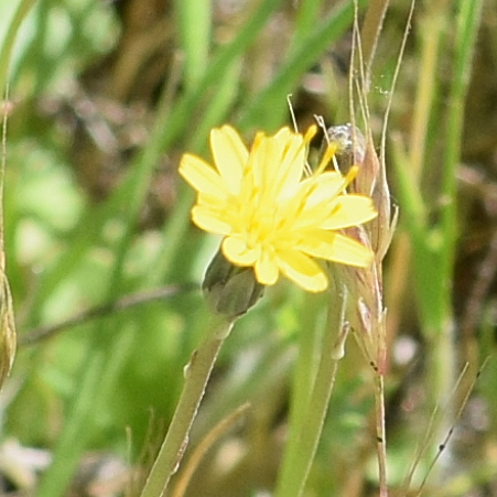 Smooth cat's ear (Hypochaeris glabra)