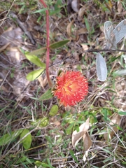 Gomphrena arborescens