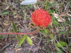 Gomphrena arborescens