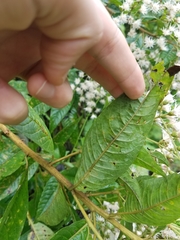 Vernonanthura patens