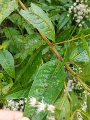 Vernonanthura patens