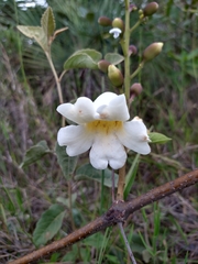 Amphilophium elongatum