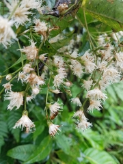 Vernonanthura patens