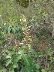 Amphilophium elongatum