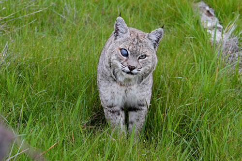 Bobcat photographed in California