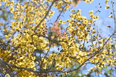 Cenostigma eriostachys