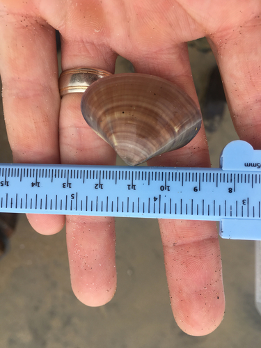 Tivela stultorum