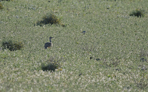African Houbara (Chlamydotis undulata), photo 4