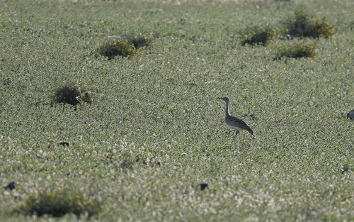 African Houbara (Chlamydotis undulata), photo 3