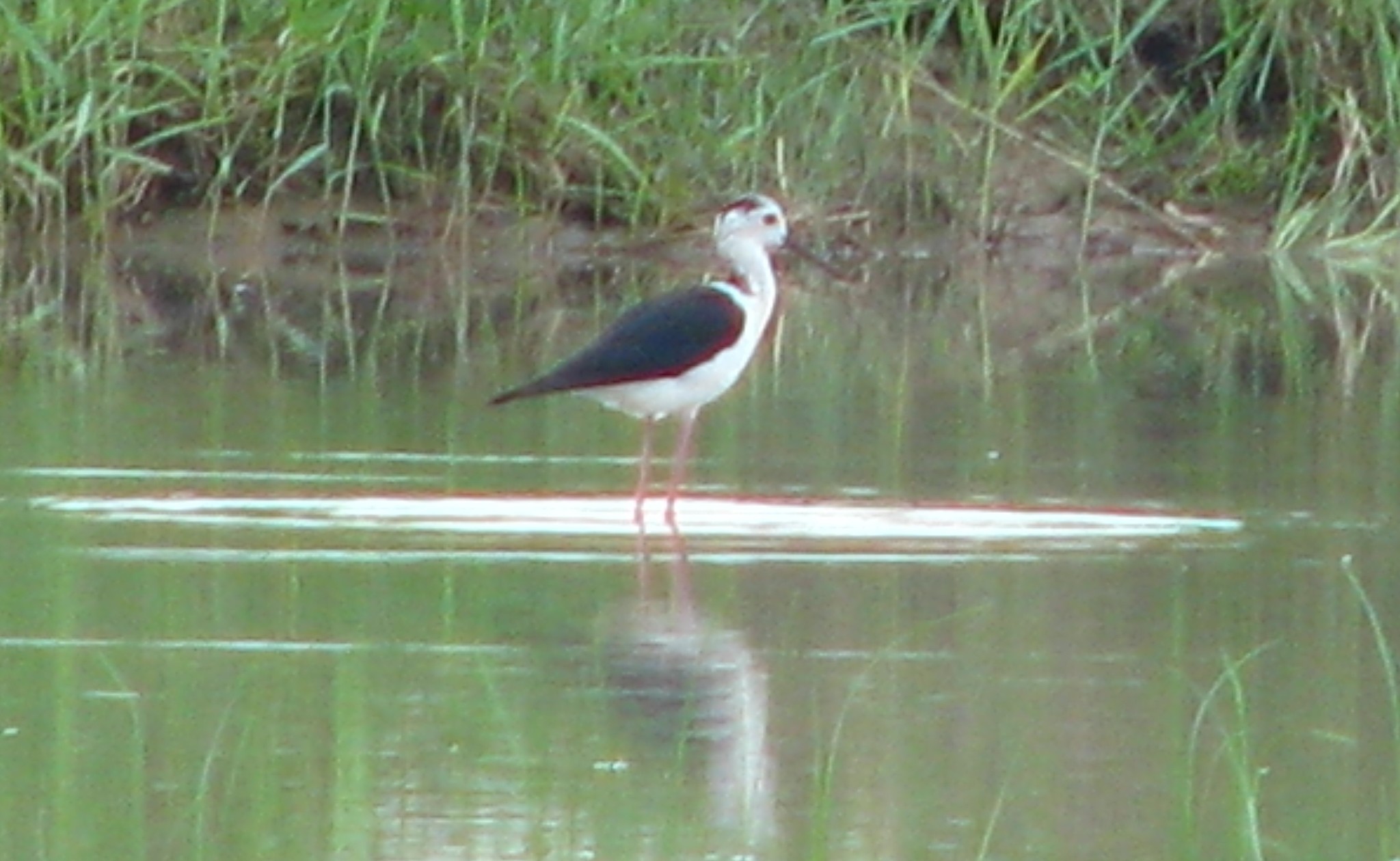 Black-winged Stilt