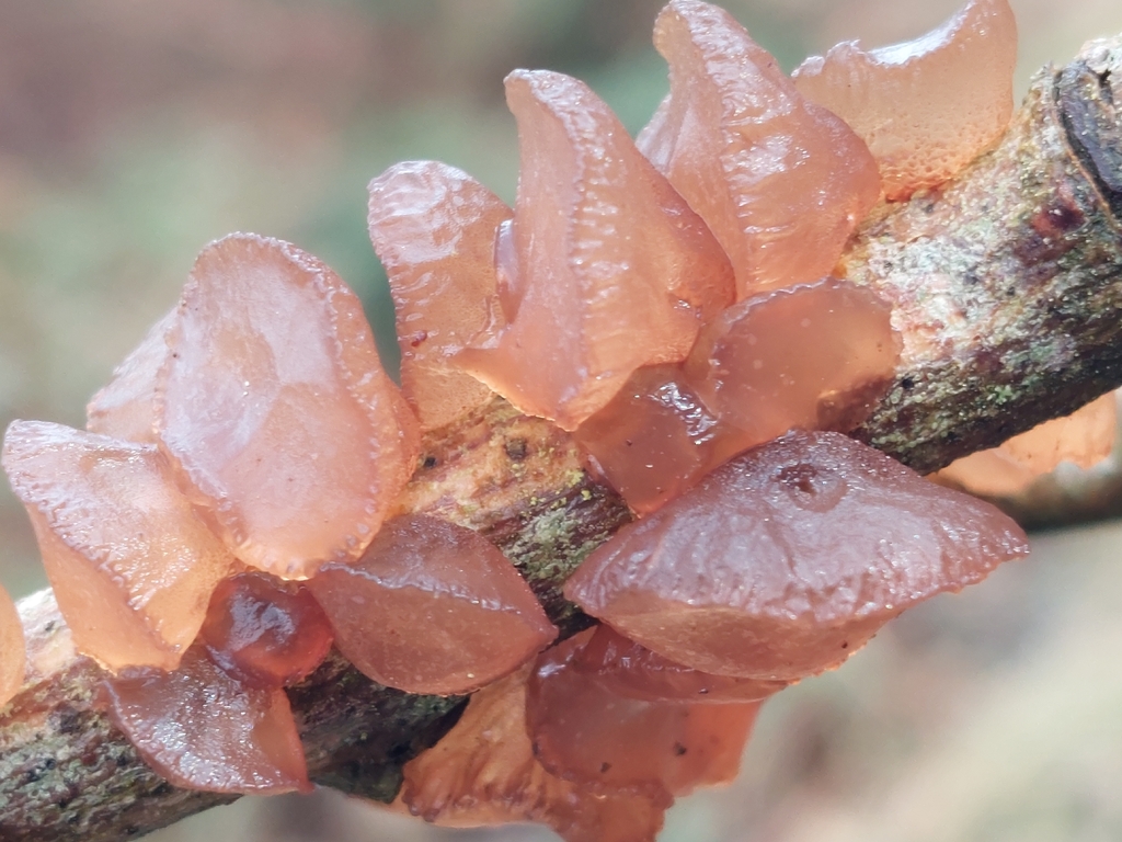 Exidia recisa · March 2026 · photo: © westerbraenature (iNaturalist, cc0)