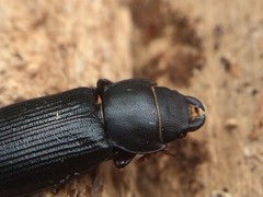 Tenebroides americanus