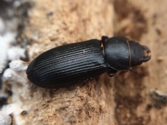 Tenebroides americanus