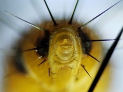Crocinosoma cornuale