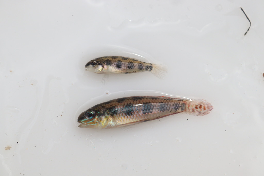 Gevlekte schaakbord-dwergcichlide (Dicrossus maculatus) — Cichlidae