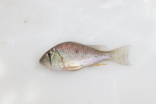 Threadfin acara (Acarichthys heckelii) — Cichlidae