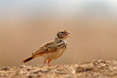 Mirafra erythroptera