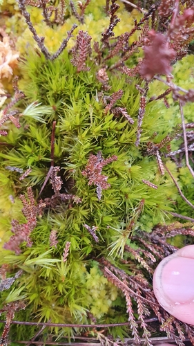 Dicranum undulatum observed 2026-03-12