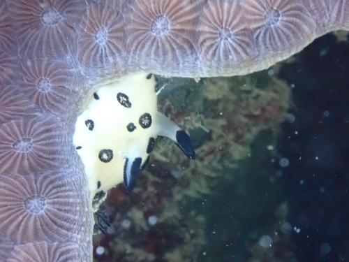 Jorunna funebris