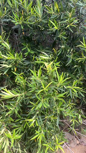 Osmanthus austrocaledonicus observed 2026-03-12