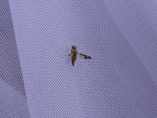 Scedella formosella
